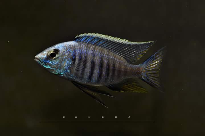 Copadichromis azureus